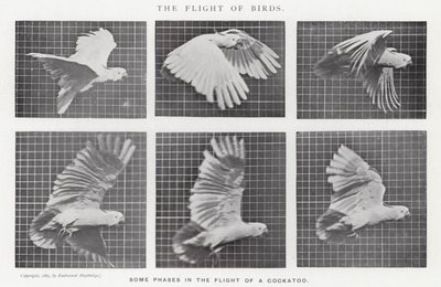 Eadweard Muybridge: The Flight of Birds (s/v foto) av Eadweard Muybridge