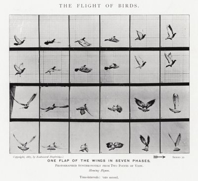 Eadweard Muybridge: The Flight of Birds (s/v foto) av Eadweard Muybridge