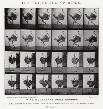 Eadweard Muybridge: The Flying-Run of Birds (s/v foto) av Eadweard Muybridge
