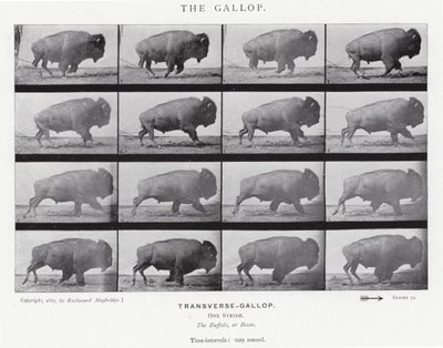 Eadweard Muybridge: The Gallop (s/v foto) av Eadweard Muybridge