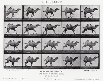 Eadweard Muybridge: The Gallop (s/v foto) av Eadweard Muybridge