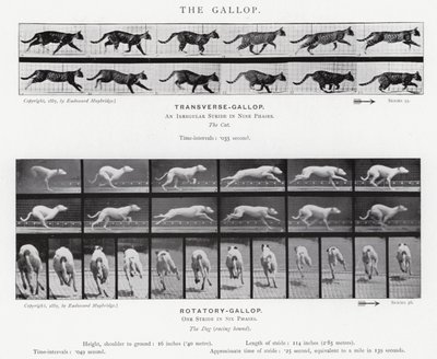 Eadweard Muybridge: The Gallop (s/v foto) av Eadweard Muybridge