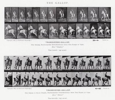 Eadweard Muybridge: The Gallop (s/v foto) av Eadweard Muybridge