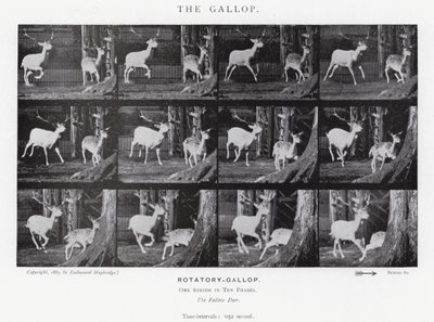 Eadweard Muybridge: The Gallop (s/v foto) av Eadweard Muybridge