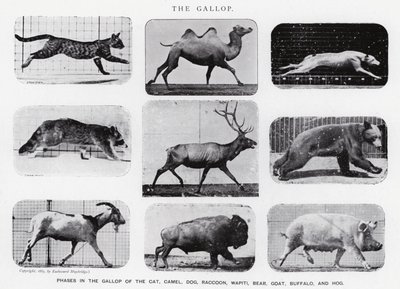 Eadweard Muybridge: The Gallop (s/v foto) av Eadweard Muybridge