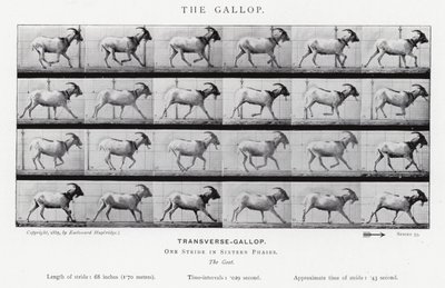 Eadweard Muybridge: The Gallop (s/v foto) av Eadweard Muybridge