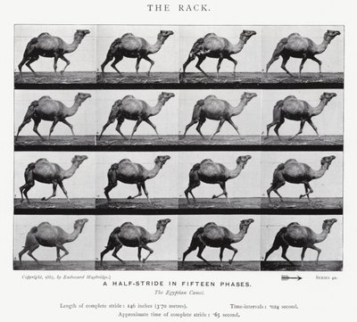 Eadweard Muybridge: The Rack (s/v foto) av Eadweard Muybridge