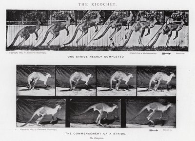 Eadweard Muybridge: The Ricochet (s/v foto) av Eadweard Muybridge