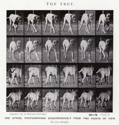 Eadweard Muybridge: The Trot (s/v foto) av Eadweard Muybridge