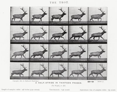 Eadweard Muybridge: The Trot (s/v foto) av Eadweard Muybridge
