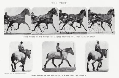Eadweard Muybridge: The Trot (s/v foto) av Eadweard Muybridge