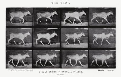 Eadweard Muybridge: The Trot (s/v foto) av Eadweard Muybridge