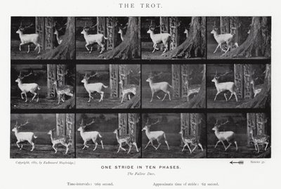 Eadweard Muybridge: The Trot (s/v foto) av Eadweard Muybridge
