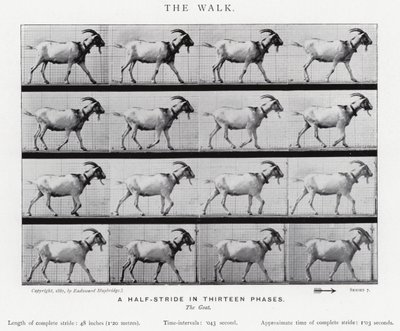 Eadweard Muybridge: The Walk (s/v foto) av Eadweard Muybridge