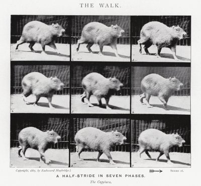 Eadweard Muybridge: The Walk (s/v foto) av Eadweard Muybridge