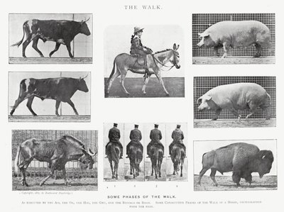 Eadweard Muybridge: The Walk (s/v foto) av Eadweard Muybridge
