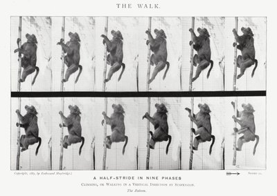 Eadweard Muybridge: The Walk (s/v foto) av Eadweard Muybridge