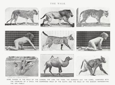 Eadweard Muybridge: The Walk (s/v foto) av Eadweard Muybridge