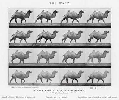 Eadweard Muybridge: The Walk (s/v foto) av Eadweard Muybridge