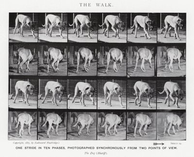 Eadweard Muybridge: The Walk (s/v foto) av Eadweard Muybridge