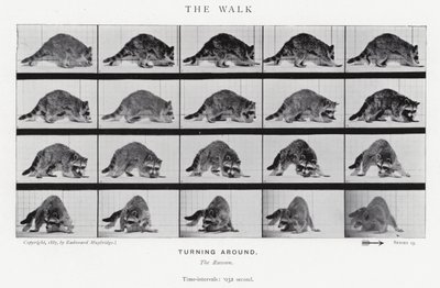Eadweard Muybridge: The Walk (s/v foto) av Eadweard Muybridge