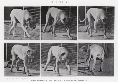 Eadweard Muybridge: The Walk (s/v foto) av Eadweard Muybridge