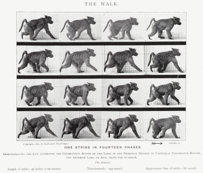 Eadweard Muybridge: The Walk (s/v foto) av Eadweard Muybridge