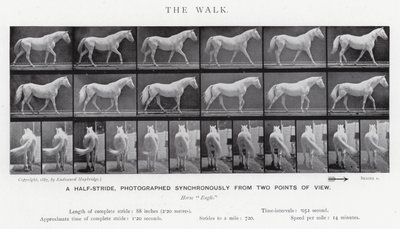 Eadweard Muybridge: The Walk (s/v foto) av Eadweard Muybridge