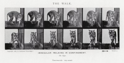 Eadweard Muybridge: The Walk (s/v foto) av Eadweard Muybridge