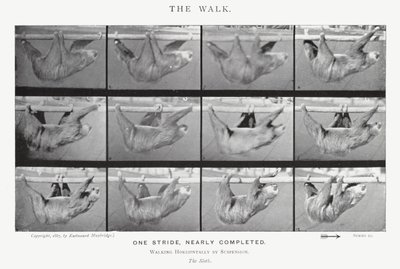 Eadweard Muybridge: The Walk (s/v foto) av Eadweard Muybridge