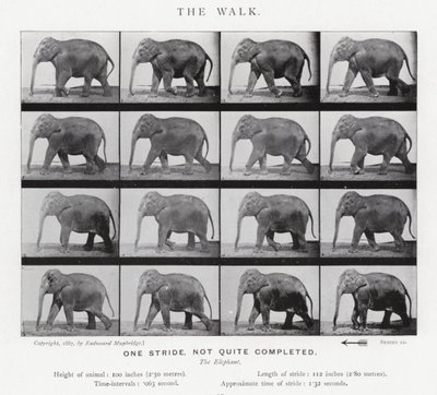 Eadweard Muybridge: The Walk av Eadweard Muybridge