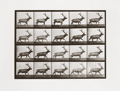 Älg, skylt 692 från Animal Locomotion, 1887 av Eadweard Muybridge