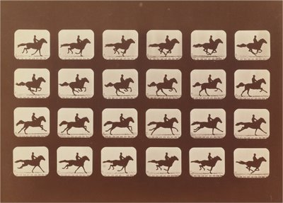 Hästar. Löpning. Phyrne L. nr 40 av Eadweard Muybridge