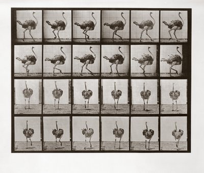 Strutslöpning, skylt 772 från Animal Locomotion, 1887 av Eadweard Muybridge