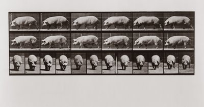 Grisvandring, skylt 673 från Animal Locomotion, 1887 av Eadweard Muybridge