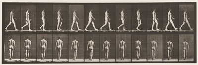 Plåt 2. Vandring, 1872-1885 av Eadweard Muybridge