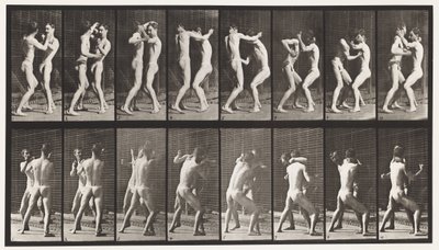 Tallrik 341. Boxning; Öppen hand av Eadweard Muybridge