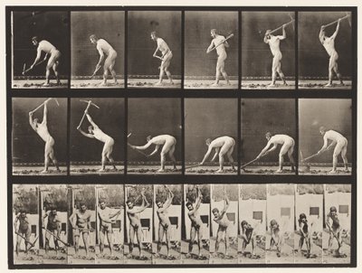Plåt 385. Bonde, med plockning, 1872-1885 av Eadweard Muybridge