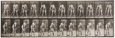 Tallrik 391. Bonde, Slåtter Gräs av Eadweard Muybridge
