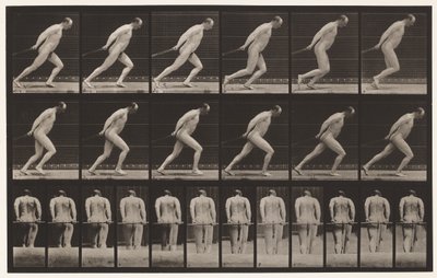 Tavla 392. Drag en trädgårdsrulle, 1872-1885 av Eadweard Muybridge