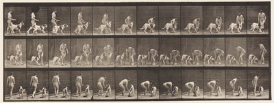 Tallrik 449. Att mata en hund av Eadweard Muybridge