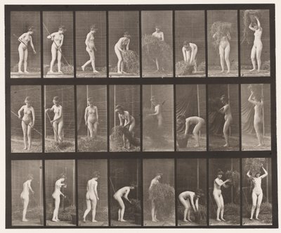 Plåt 499. Kratta och packa hö, 1872-1885 av Eadweard Muybridge