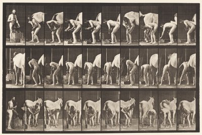 Skylt 508. Skoning av en häst av Eadweard Muybridge