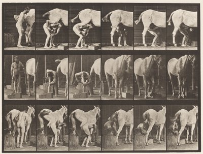 Skylt 509. Skoning av en häst av Eadweard Muybridge
