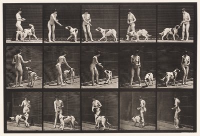 Tallrik 514. Mata en hund av Eadweard Muybridge