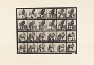 Plåt 564.Hulning; Bruten timmerkedja; mörkgrå belgisk häst Dusel av Eadweard Muybridge