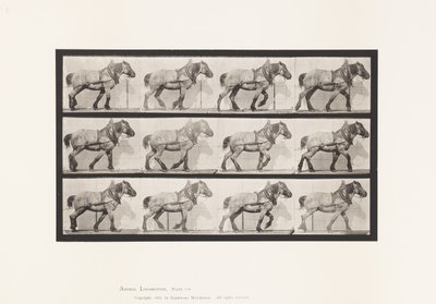 Tavla 565.Hauling;Mörkgrå belgisk häst Dusel av Eadweard Muybridge