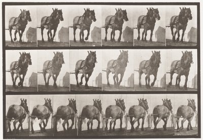 Skylt 566.Hauling;Mörkgrå belgisk häst Dusel, 1885 av Eadweard Muybridge