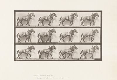 Skylt 567.Hauling;Dark-Gray Belgian Horse Billy, 1885 av Eadweard Muybridge