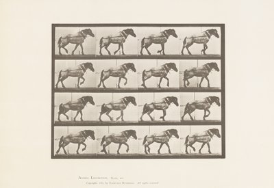 Skylt 569.Hauling;Dark-Gray Belgian Horse Hansel, 1885 av Eadweard Muybridge